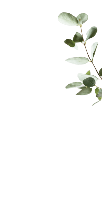 eucalyptus-image
